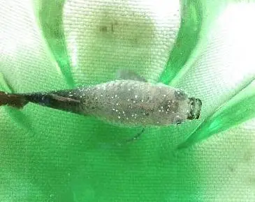 灰錳氧治療魚